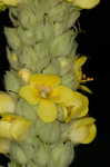 Common mullein